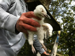 Barn owl chick that didn't survive