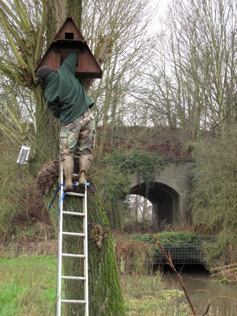 Giving the barn owl nest box an early Spring clean