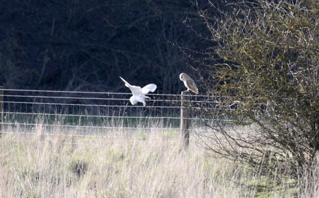Barn owls in the meadow